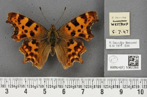 Polygonia c-album (Linnaeus, 1758) - BMNHE_1062286_23145