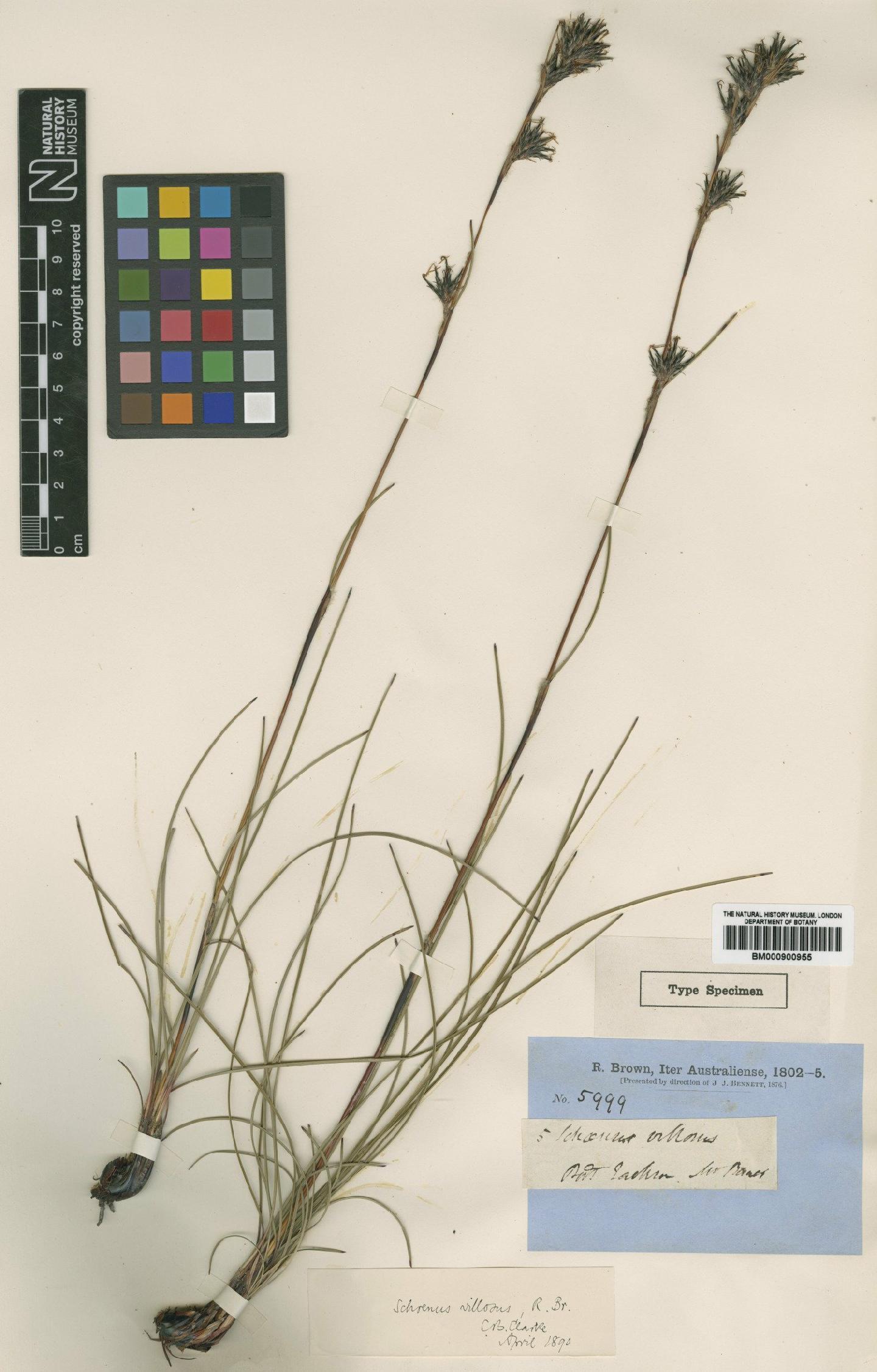 To the Natural History Museum, London (Schoenus villosus R.Br. BM000900955 type 1)
