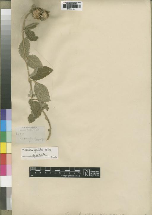 Leucas grandis Vatke - BM000910261