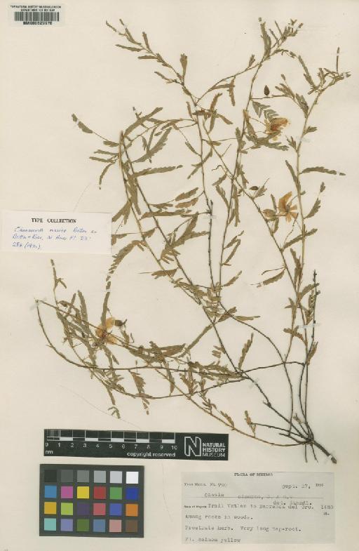 Chamaecrista serpens var. wrightii (A.Gray) H.S.Irwin & Barneby - BM000629976