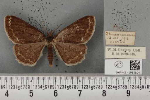 Ectropis crepuscularia ab. nigra Thierry-Mieg, 1886 - BMNHE_1915604_482485