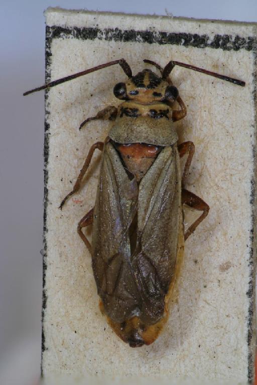 Hyoidea horvathi Montandon, 1890 - Hyoidea horvathi-BMNH(E)1633172-Syntype female dorsal X2 FK