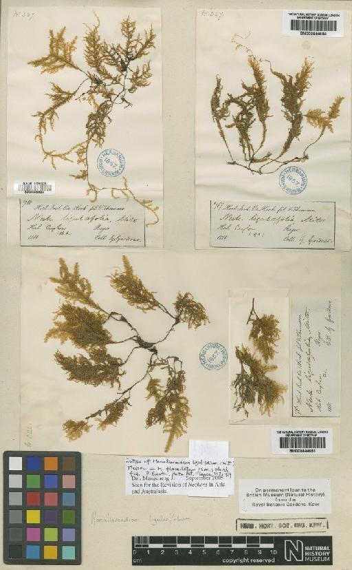 Homaliodendron ligulaefolium (Mitt.) M.Fleisch. - BM000844650_a