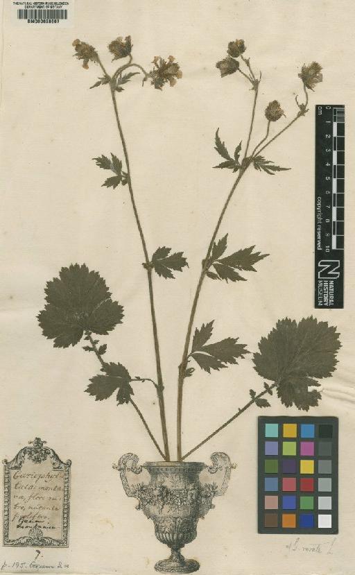 Geum rivale L. - BM000628667