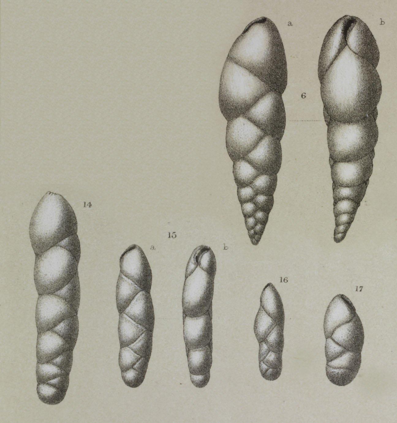 To NHMUK collection (Virgulina texturata Brady, 1884; Syntype; NHMUK:ecatalogue:3093459)