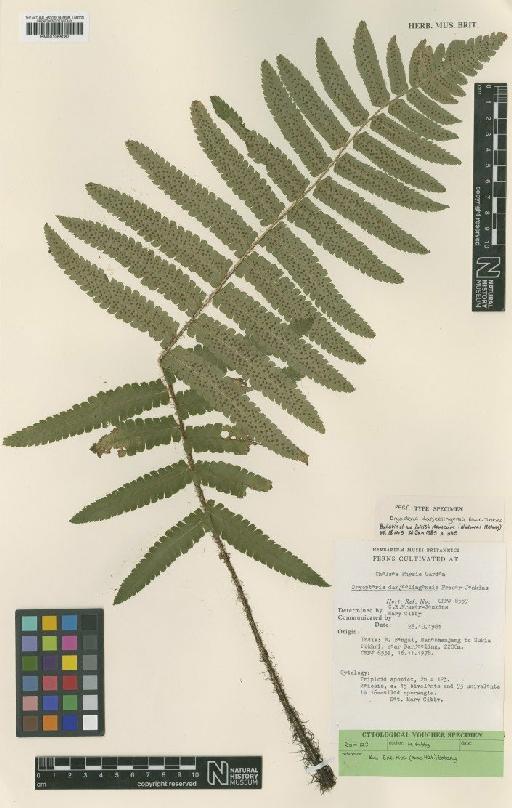 Dryopteris darjeelingensis Fraser-Jenk. - BM001066087