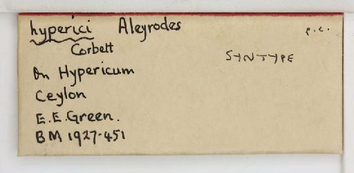 Aleyrodes hyperici Corbett, 1926 - 013479562_additional_1