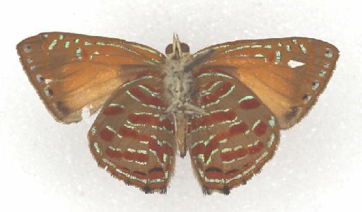 Hypochrysops apelles Fabricius - Papilio apelles Fabricius type 668217 underside