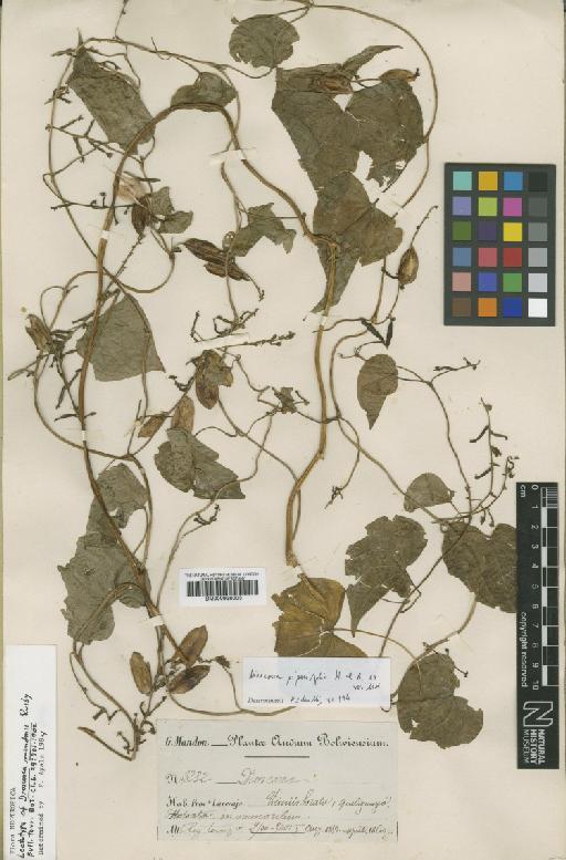 Dioscorea mandonii Rusby - BM000938003