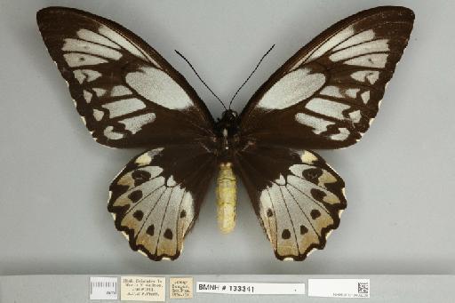 Ornithoptera priamus teucrus Joicey & Talbot, 1916 - 013603226__