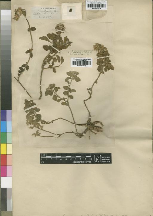 Leucas venulosa Baker - BM000910278