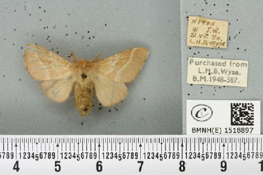 Malacosoma neustria (Linnaeus, 1758) - BMNHE_1518897_190026