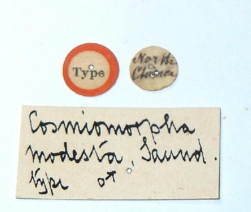 Cosmiomorpha (Cosmiomorpha) modesta Saunders, 1852 - Cosmiomorpha modesta Saunders TYPE labels 1
