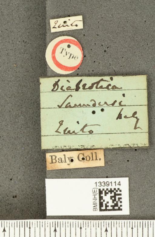 Isotes saundersi (Baly, 1865) - BMNHE_1339114_label_22691