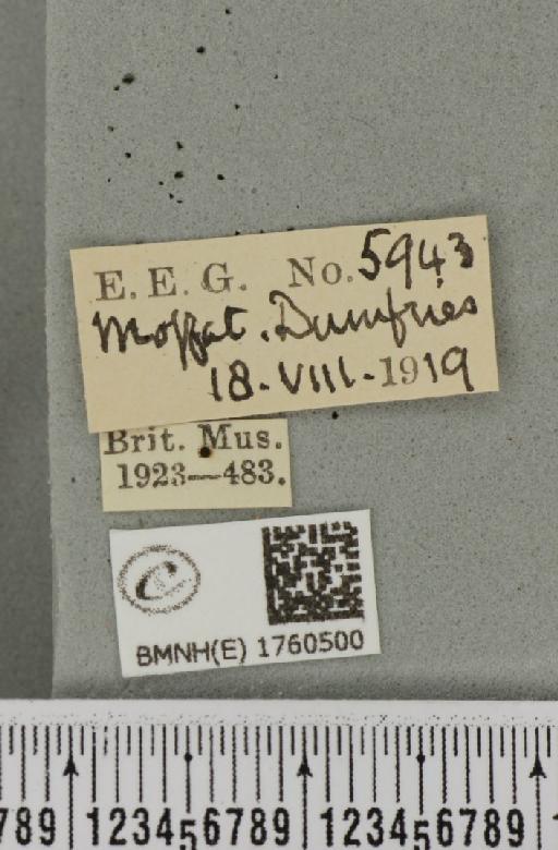 Eulithis testata (Linnaeus, 1761) - BMNHE_1760500_label_343187