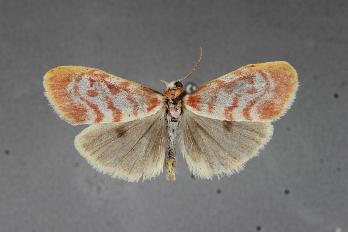 Chionaema pellucida