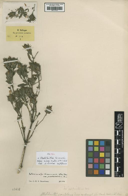 Strobilanthes timorensis subsp. ovata J.R.I.Wood - BM001190988