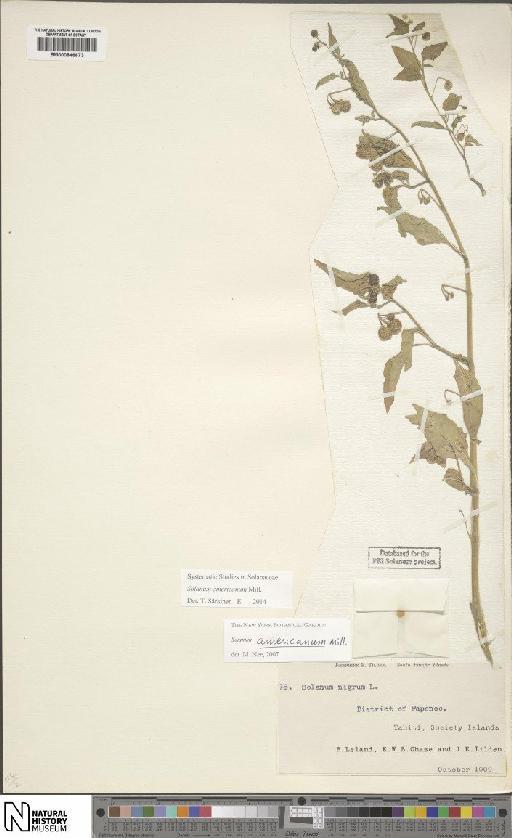 Solanum americanum Mill. - BM000846673