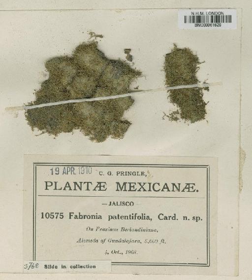 Fabronia patentifolia Cardot - BM000961629