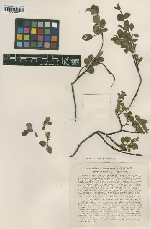 Salix herbacea L. - BM001046050