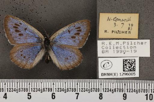 Maculinea arion eutyphron (Fruhstorfer, 1915) - BMNHE_1296005_133817