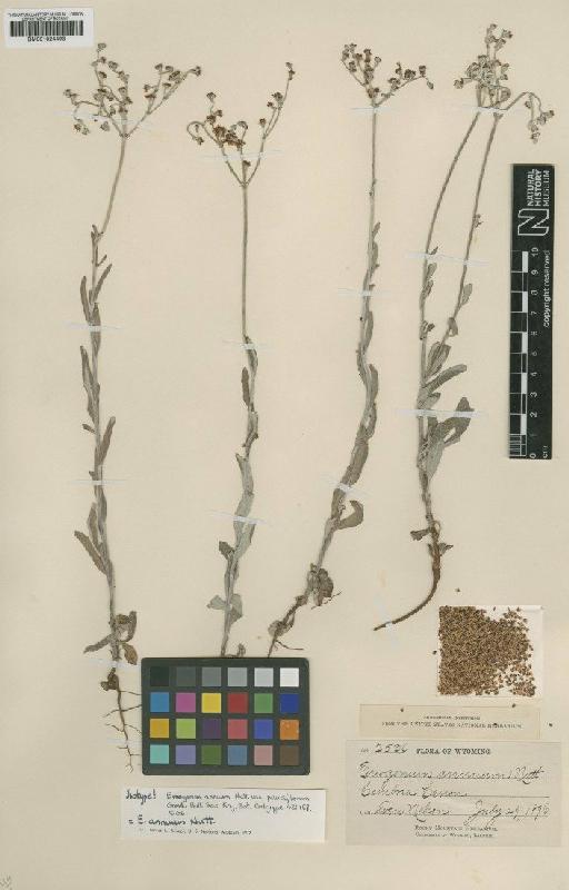 Eriogonum annuum Nutt. - BM001024493