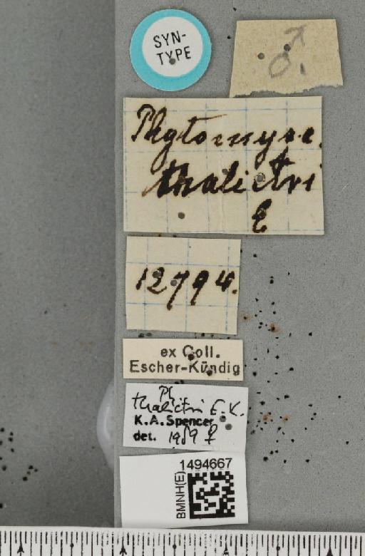 Phytomyza thalictri Escher-Kundig, 1912 - BMNHE_1494667_label_55369