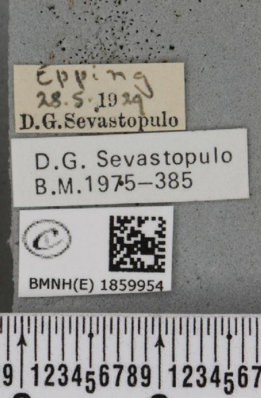 Pseudopanthera macularia (Linnaeus, 1758) - BMNHE_1859954_label_430291
