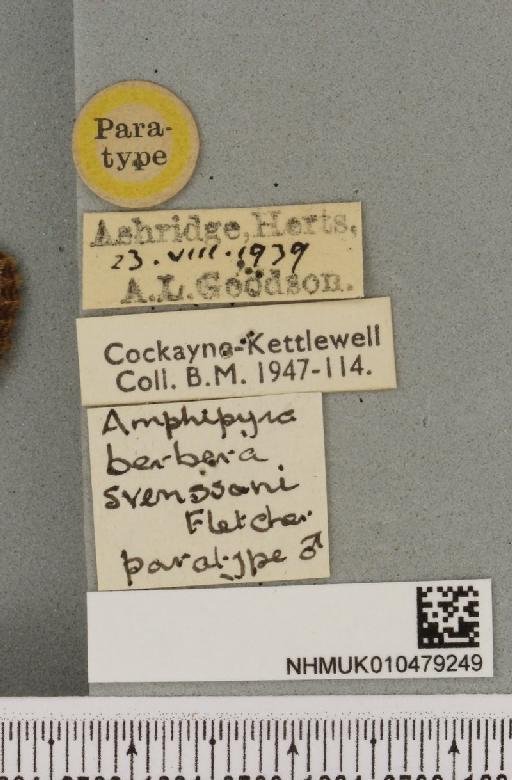 Amphipyra berbera svenssoni Fletcher, D.S., 1968 - NHMUK_010479249_label_571644