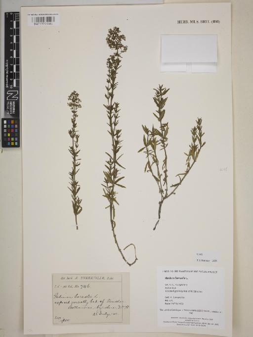 Galium boreale L. - BM013721989