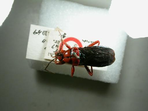Glymmato mashonae - Hemiptera: Glymmato Mashonae Ht