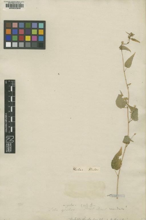 Sida glabra Mill - BM000603945