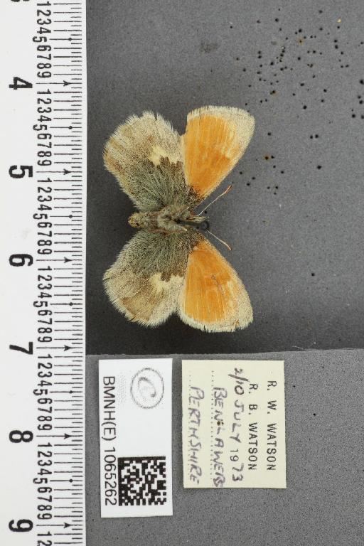 Coenonympha pamphilus ab. obsoletissima Leeds, 1950 - BMNHE_1065262_26533