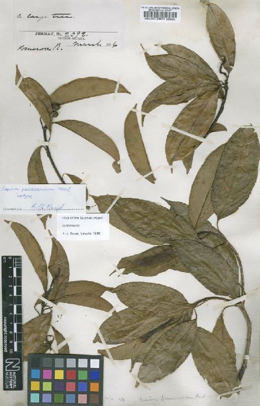 Sapium paucinervium Hemsl. - BM000073604