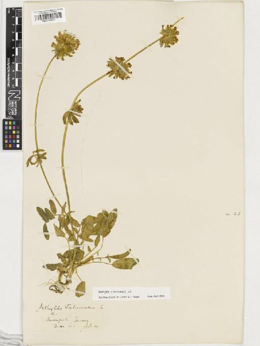 Anthyllis vulneraria L. - BM001128518