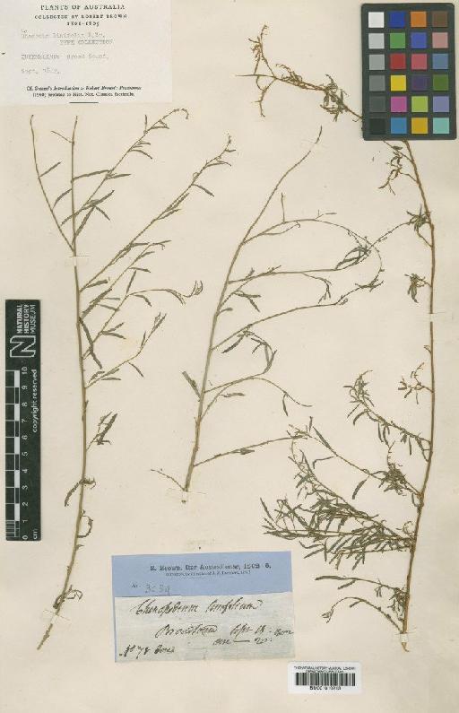 Rhagodia nutans subsp. linifolia R.Br. - BM001010213