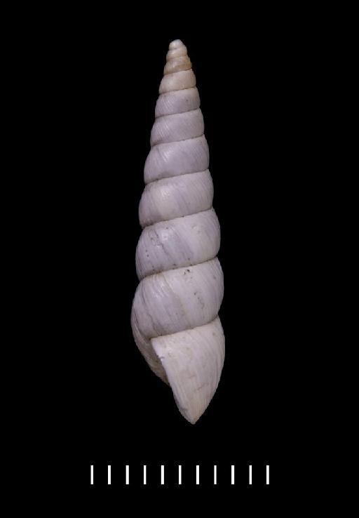 Bulimus emaciatus Morelet, 1863 - 1893.2.4.248-250, PARALECTOTYPES, Bulimus emaciatus Morelet, 1863