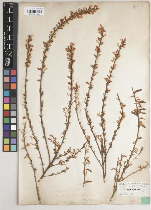 Cytisus multiflorus (L'Hér.) Sweet - BM013717984