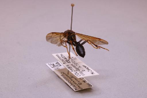 Mischocyttarus chanchamayoensis Richards, 1978 - 013632816_additional_2