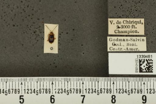 Isotes puella (Baly, 1886) - BMNHE_1339481_21911