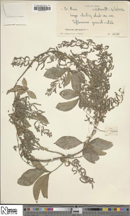 Dioscorea pentaphylla L. - BM001049487