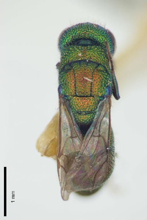 Chrysis turneriella Bohart, 1990 - Chrysis_turneri-BMNH(E)#970923_type-dorsal-3_2X