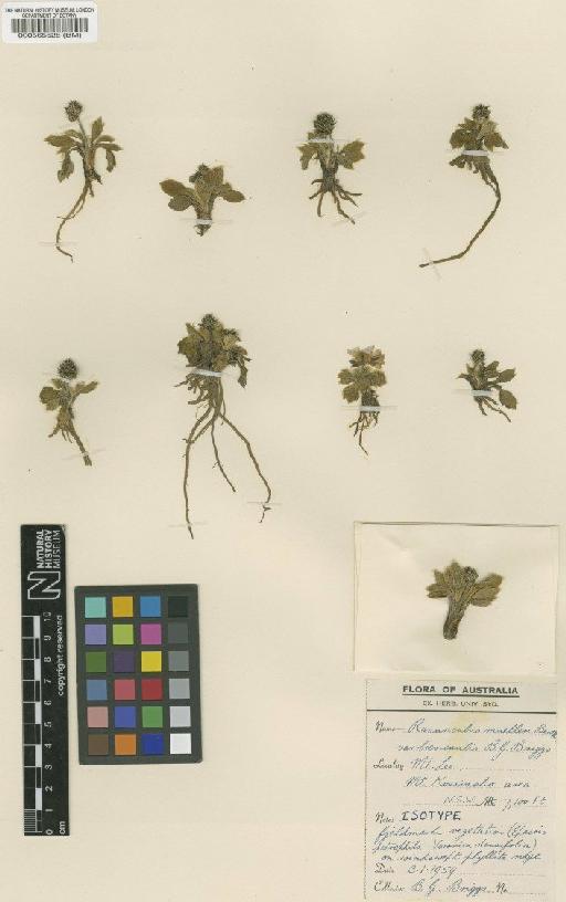 Ranunculus muelleri var. brevicaulis B.G.Briggs - BM000565528