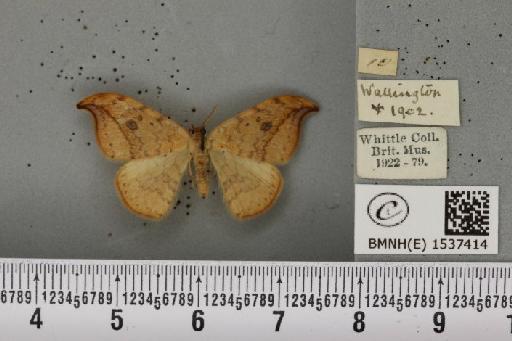 Drepana falcataria (Linnaeus, 1758) - BMNHE_1537414_200547