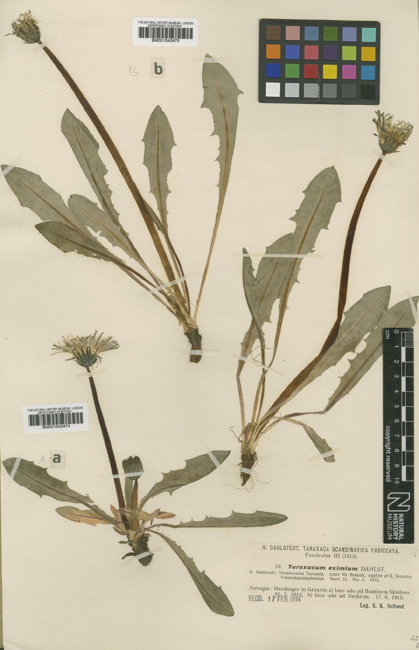 To NHMUK collection (Taraxacum eximium Dahlst.; Type; NHMUK:ecatalogue:1998518)