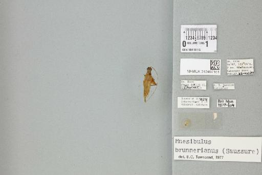 Mnesibulus (Mnesibulus) brunnerianus (Saussure, 1878) - 012497161_72024_92140