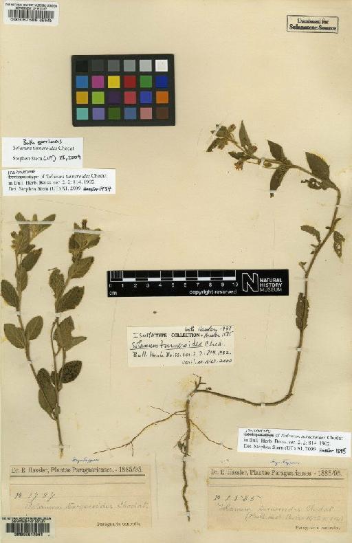 Solanum turneroides Chodat & Hassl. - BM000617841