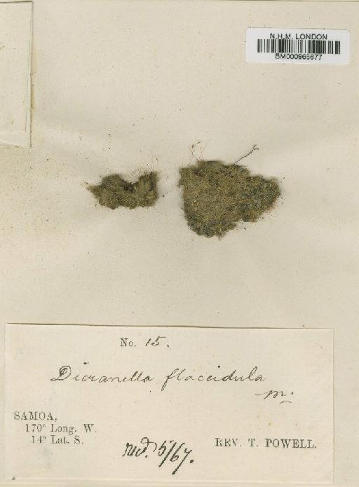 Microdus flaccidulus (Mitt.) Besch. - BM000965677