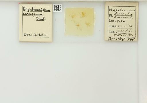 Acyrthosiphon caraganae occidentale Hille Ris Lambers, 1947 - 014763009_112427_1092599_157886_NoStatus