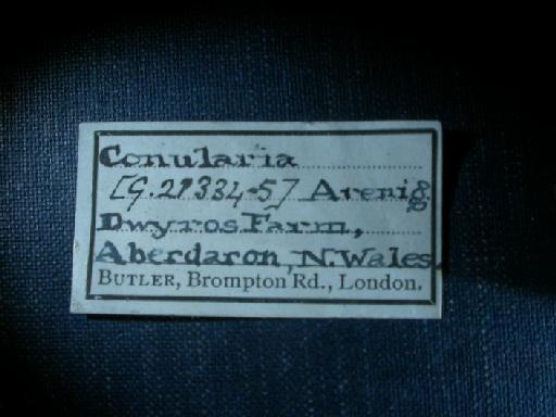 Metaconularia punctata (Slater, 1907) - CL 28. Metaconularia cf. punctata (label)